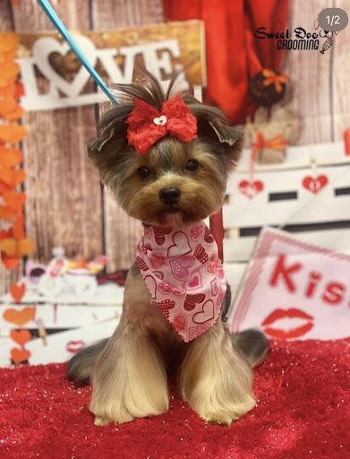 Sweet Dog Grooming - Thumbnail