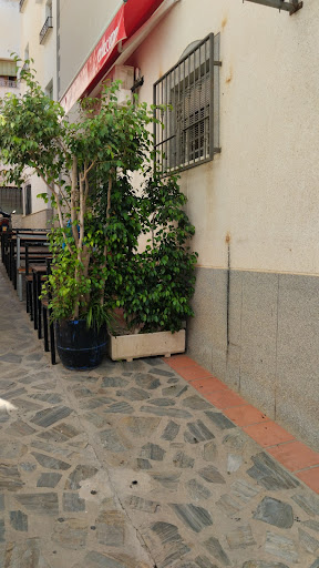 Bar Camelia - Visual