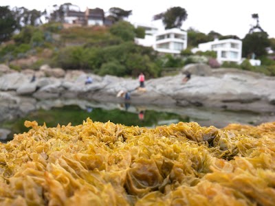 Photos of Isla de Cachagua