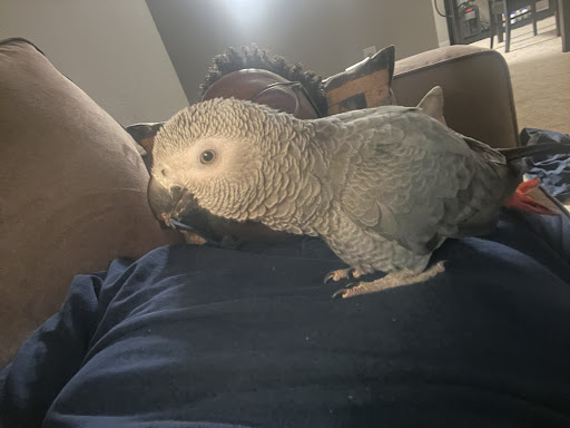 Maryland Exotic Birds Inc - Thumbnail