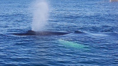 Photos of Salka whale watching