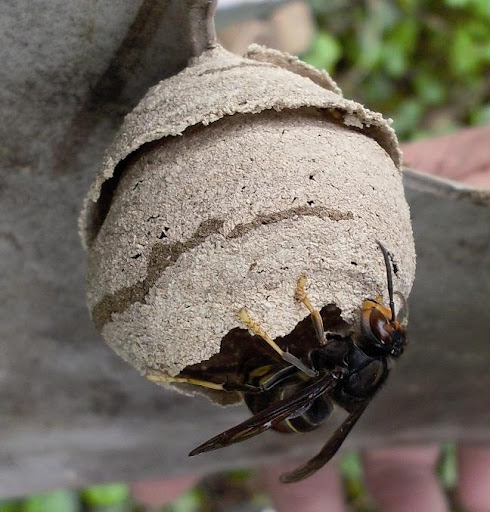 stop insectes 81 - Thumbnail