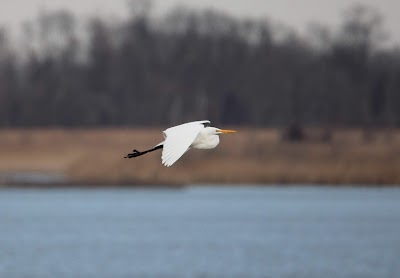 Ashton Tract - Augustine Wildlife Area