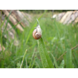 Photo n°7 de Escargots St Félicien à Saint-Félicien (Ferme)