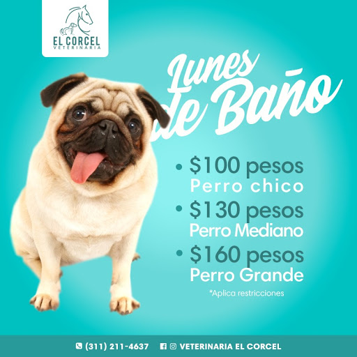 El corcel Veterinaria