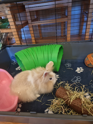 Pets at Home New Malden - Thumbnail