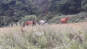 Photo n°2 de Centre Equestre Perche Réno à La Chapelle-Montligeon (Centre équestre)