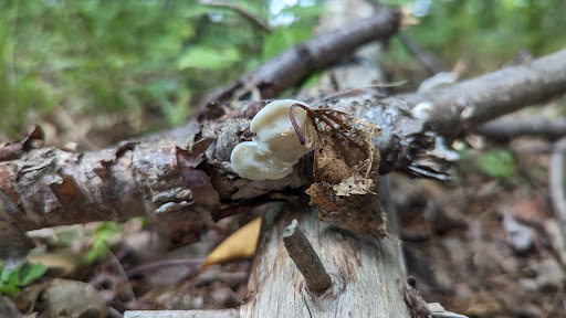 Myklebust Lake State Natural Area - Thumbnail
