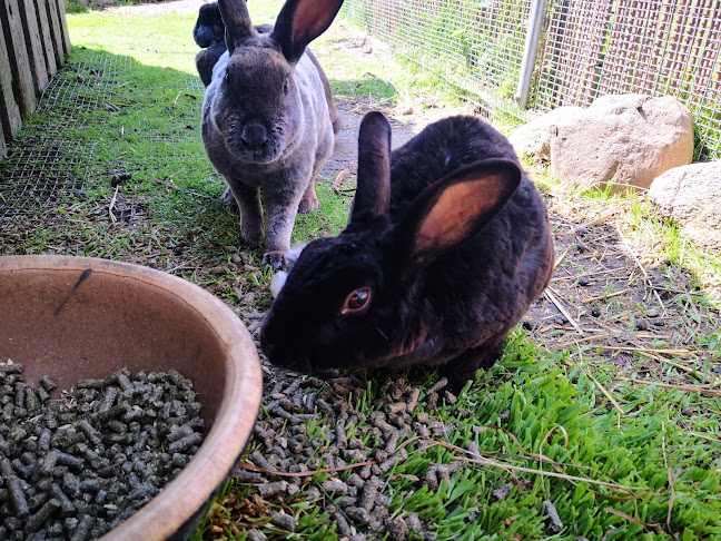 Comentarii opinii despre Papegøje Hotellet