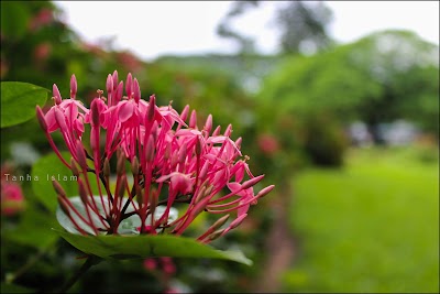 Photos of Maynamati War Cemetery