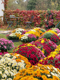Photo n°14 de JARDIFLOR à Sainte-Hermine (Fleuriste)