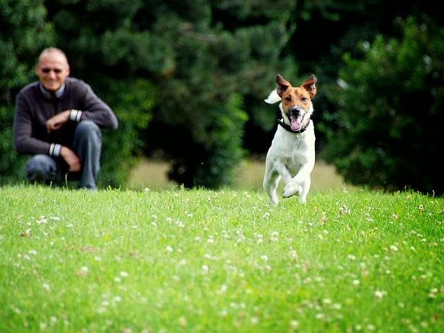 Hundeschule MenschHund!