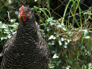 Photo n°5 de Earl Elevage Gamp à Denipaire (Élevage de volailles)