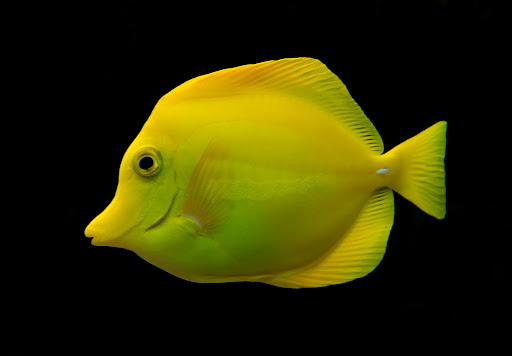 Bad Decisions Aquatics - Thumbnail