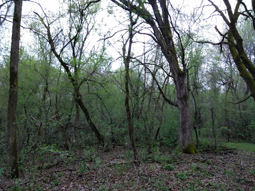 Carroll's Woods - Thumbnail