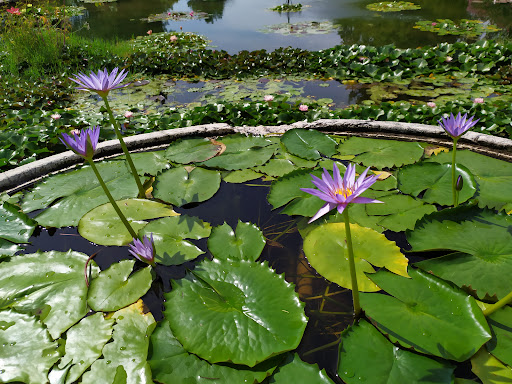 Parco Giardino Sigurtà - Thumbnail
