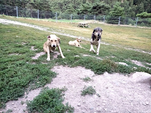 Photo n°2 de Husky Adventure HAD2 Max à Villarodin-Bourget (Éleveur de chiens)