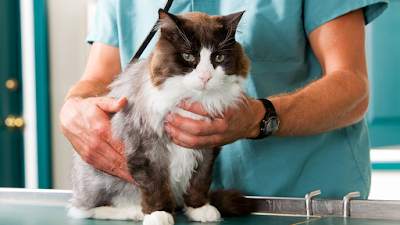 Photos of Green Camp Veterinary Clinic