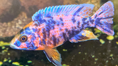 Bossfish specialty Cichlids