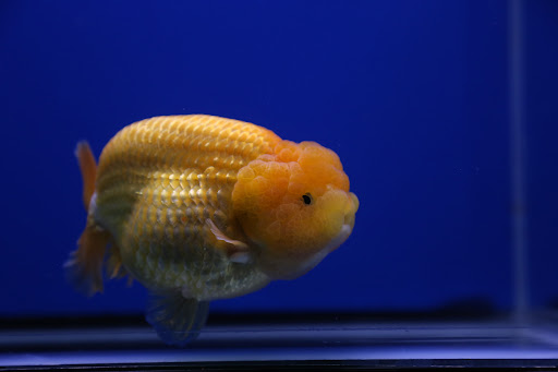 Jimmy Goldfish Gallery - United States