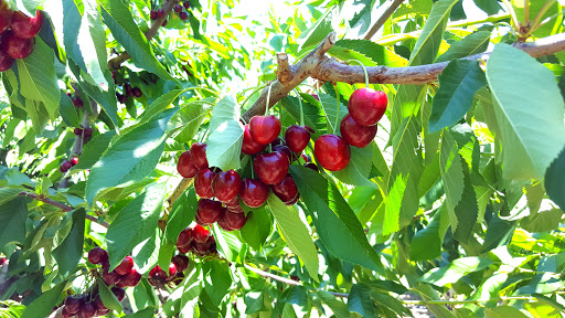 Williamson Orchards & Vineyards - Thumbnail