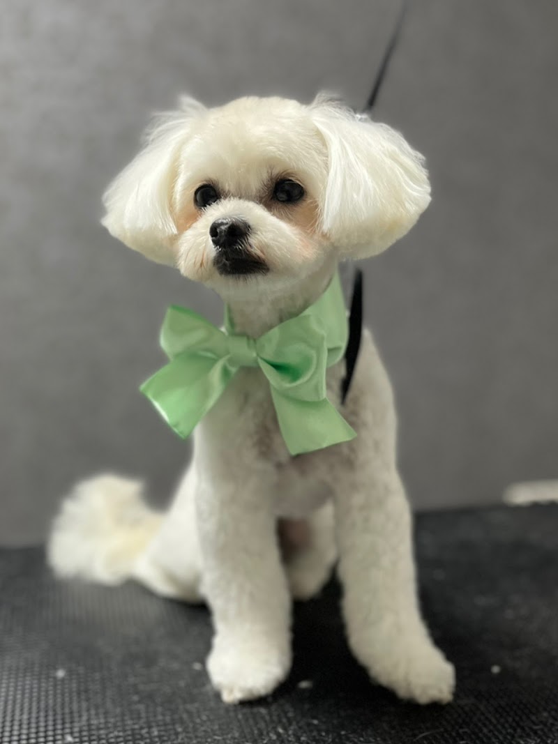 Dog salon Tim(ドッグサロンティム)
