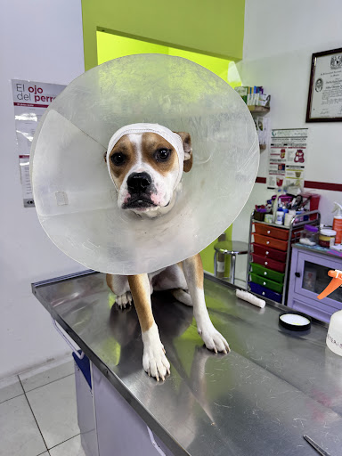 Veterinaria y pensiones enCHULAdogs