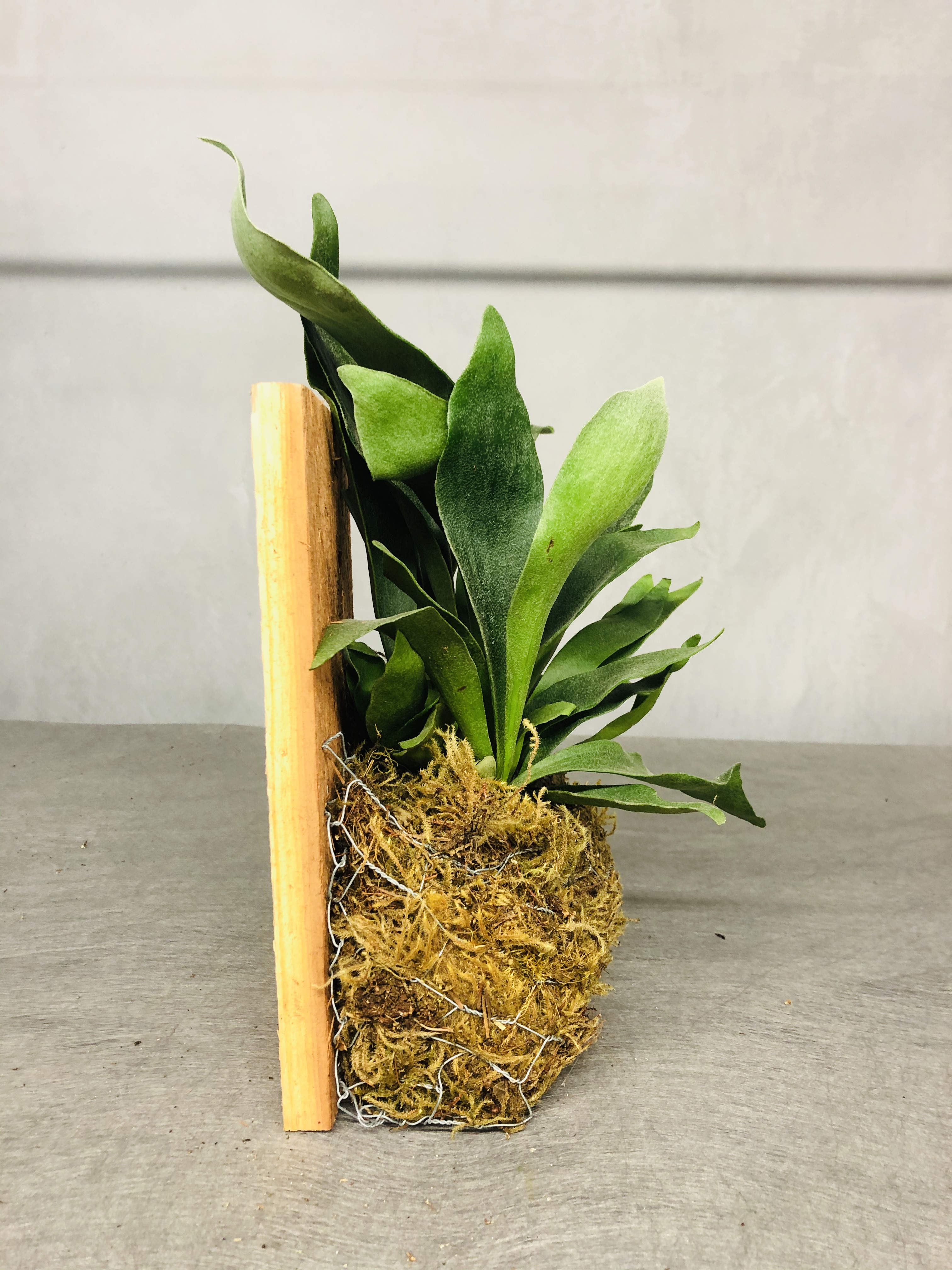BLVD Nursery
