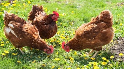 Photos of Golden Valley Farm Grenada