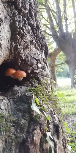 Chêne de roc cervelle - Thumbnail