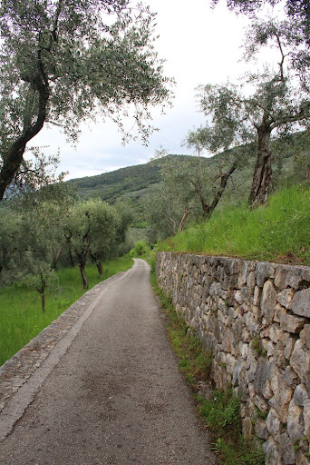 Oliveto Brione - Thumbnail