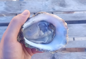 Photo n°52 de Ostréisud - Dégustation d'Huitres de Bouzigues à Loupian (Restaurant de fruits de mer)