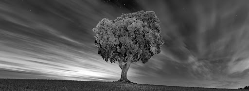 Arbre de Mas d'en Trilla - Thumbnail