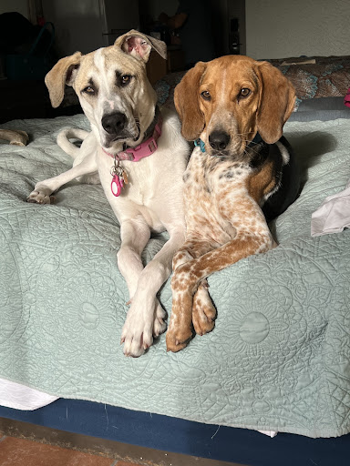 Humane Society for Greater Nashua - Thumbnail
