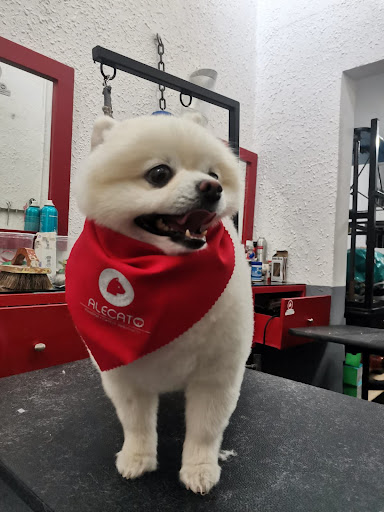 Veterinaria ANIMALETO