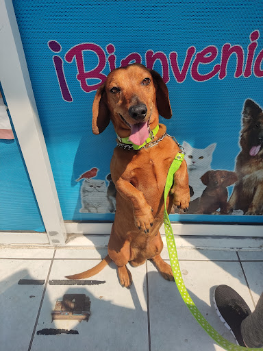 Veterinaria Bengy - Thumbnail