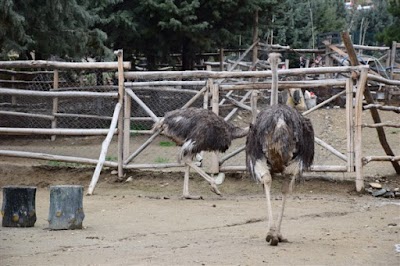 Photos of Birds Graden Parking