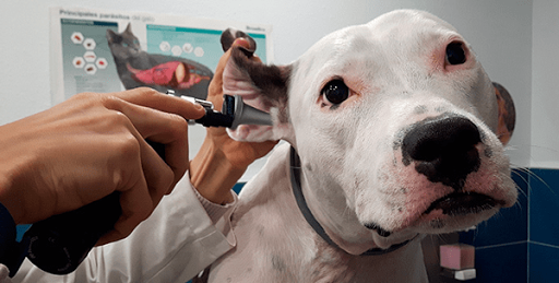 San Carlos Veterinary Clinic