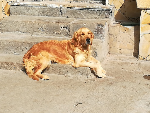 GioPet - Visual