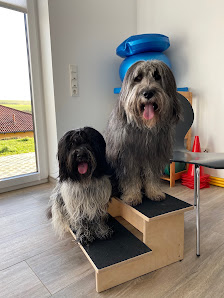 Hundephysiotherapie Steffi Baumann - Homburg