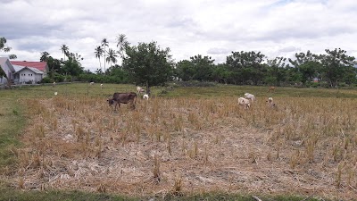 Photos of Lapangan Dolo