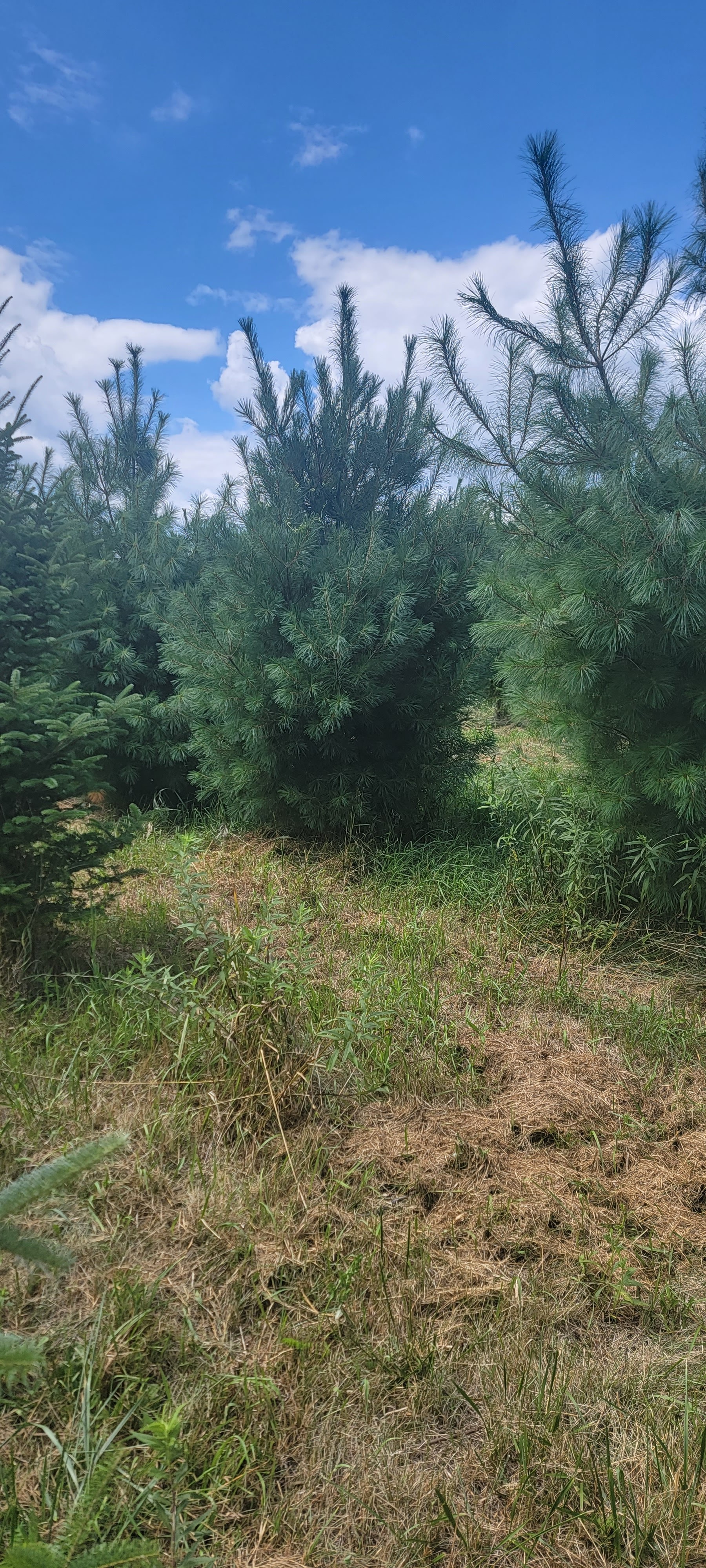Gingerich Tree Farm