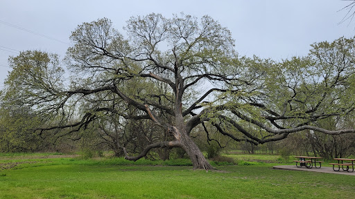 Rowlett Creek - Dallas County Nature Preserve - Thumbnail
