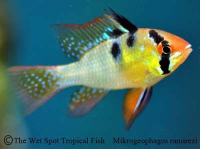 Wet Spot Tropical Fish