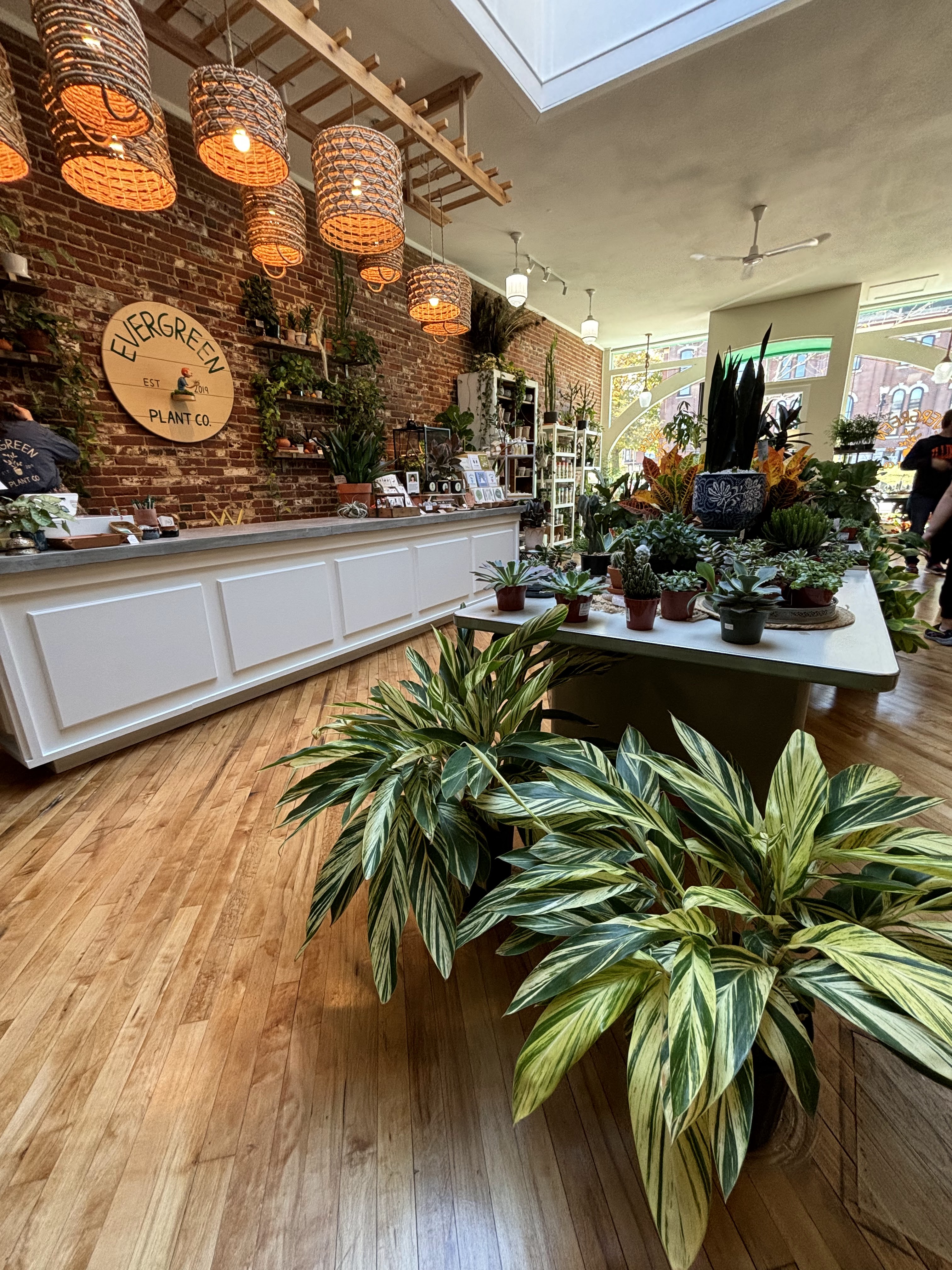 Evergreen Plant Co