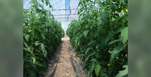 Photo n°7 de Les Serres des Anglois à Angoulins (Magasin bio)