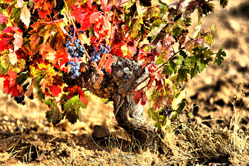 Hacienda Terra D'Uro