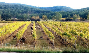 Photo n°10 de Mazel Jerome à Pradons (Établissement vinicole)