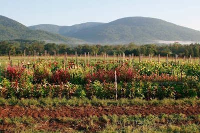 Blue Heron Farm