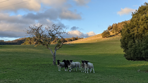 Cygnet Cloudbreak Farm HIPCAMP Farm Stay with Country Essentials Cygnet - Thumbnail
